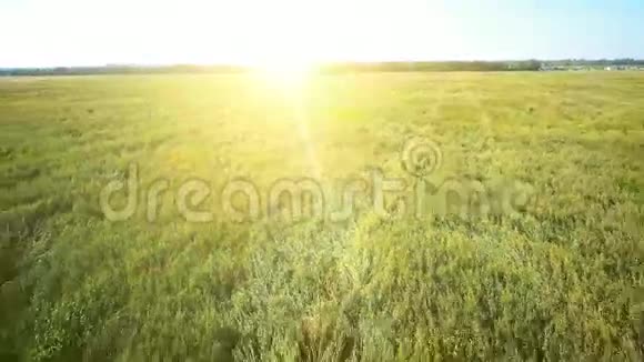 空气绿色和黄色麦田的低空飞行视频的预览图