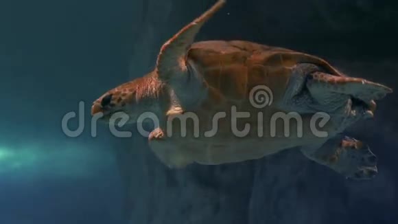 海龟在水族馆游泳视频的预览图
