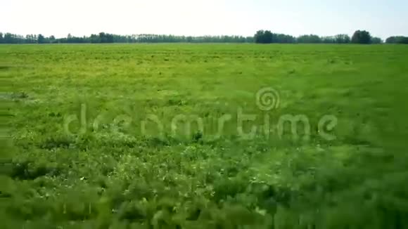 空气绿色和黄色麦田的低空飞行视频的预览图
