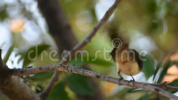 一只鸟栖息在树上视频的预览图
