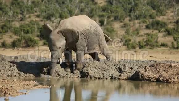 水洞里的非洲象视频的预览图