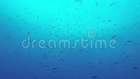 菲律宾珊瑚礁和热带鱼类视频的预览图