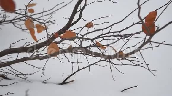 雪景上一棵树上的黄叶视频的预览图