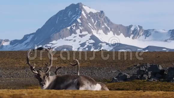 野生动物自然生境中的北极驯鹿视频的预览图