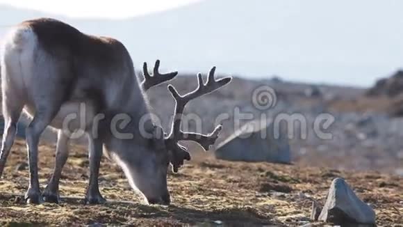 野生动物北极自然生境中的驯鹿视频的预览图