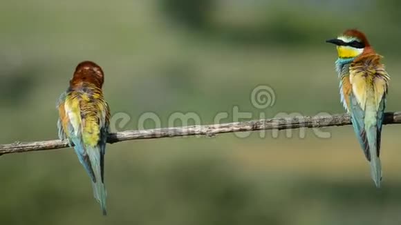 吃蜜蜂的鸟坐在树枝上视频的预览图