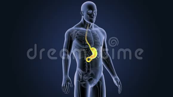 胃与骨架体视频的预览图