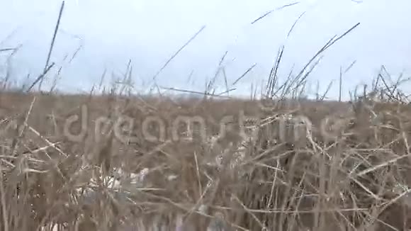 干草沼泽冬苇自然美景视频的预览图