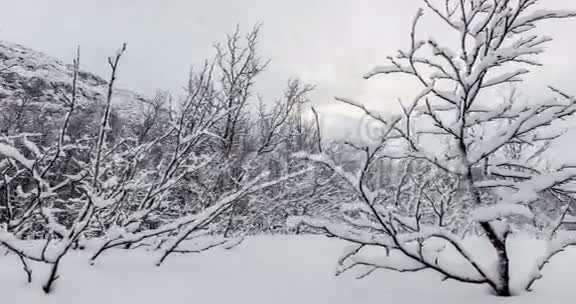 瑞典拉普兰的冬季雪景视频的预览图