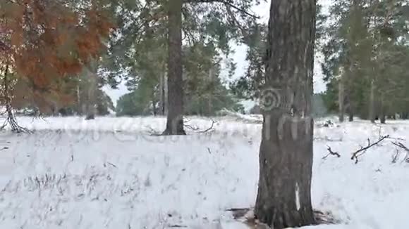 树木森林自然圣诞树雪霜冷景冬季视频的预览图