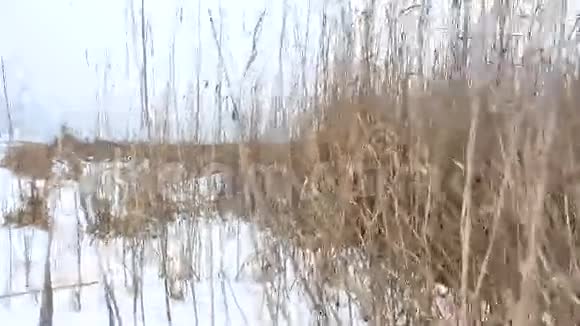 干草沼泽冬苇美景自然视频的预览图