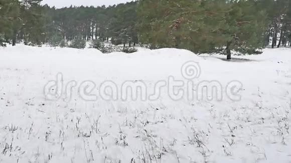 树林圣诞树雪霜自然寒冷的冬季景观视频的预览图