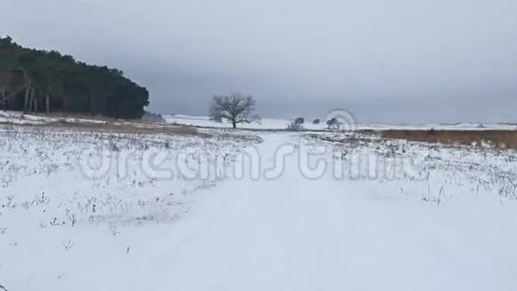 树木森林圣诞树雪霜寒冷的自然景观冬天视频的预览图