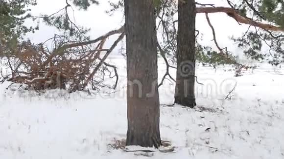 大自然树木森林圣诞树雪霜寒冷的冬季景观视频的预览图