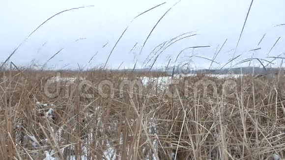 干草沼泽冬季自然芦苇美景视频的预览图