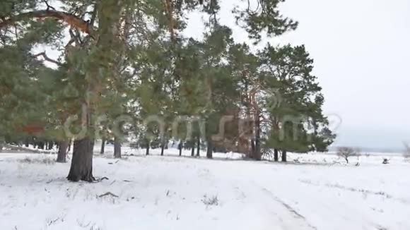 树木森林圣诞树自然雪霜寒冷的冬季景观视频的预览图