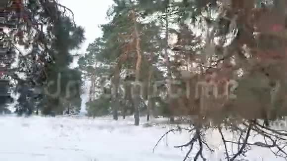 树林圣诞树雪天霜冷的冬季景观视频的预览图