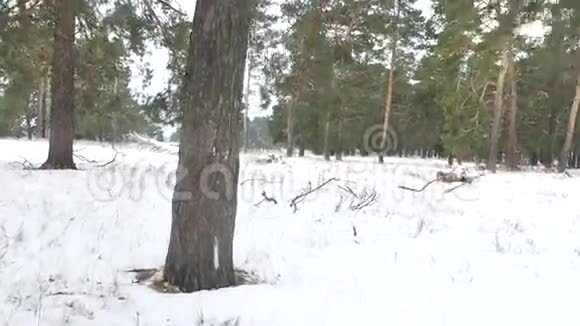 大自然树木森林圣诞树雪霜寒冷的冬天视频的预览图