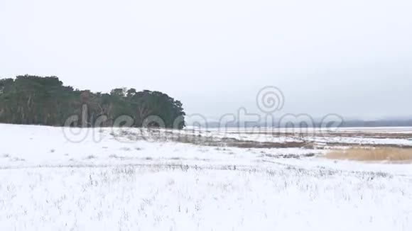 树木森林圣诞树雪霜大自然寒冷的冬天视频的预览图