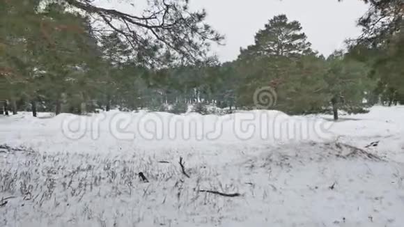 树木森林圣诞树雪霜寒冷的冬季景观自然视频的预览图