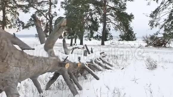 树木森林圣诞自然树雪霜寒冷的冬季景观视频的预览图