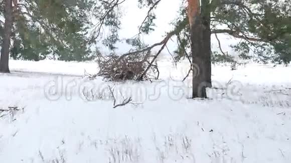 树木大自然森林圣诞树雪霜寒冷的冬天视频的预览图