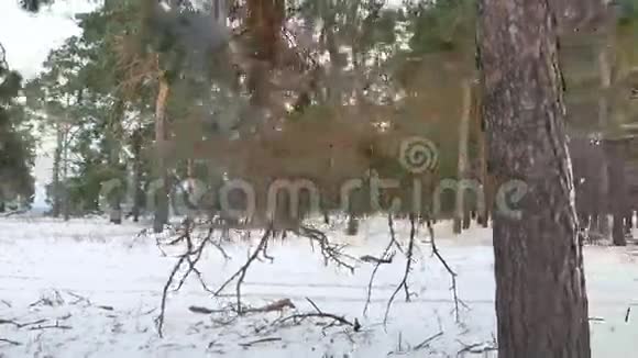 树林圣诞树自然雪霜冷景冬季视频的预览图