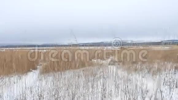 干草田冬雪冬景自然视频的预览图