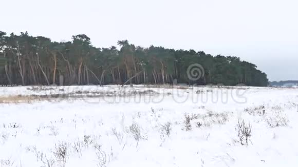 森林树木圣诞树雪霜冷景冬季自然视频的预览图