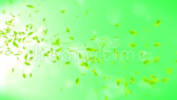 新鲜的绿叶落在绿色的背景上CG叶纸屑循环动画视频的预览图