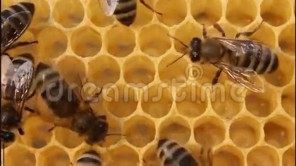 蜜蜂建造蜂窝视频的预览图