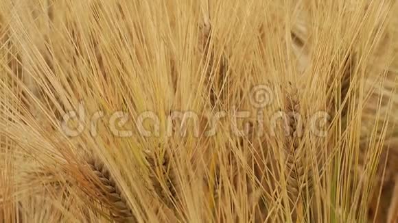 麦地麦穗和阳光明媚的日子视频的预览图