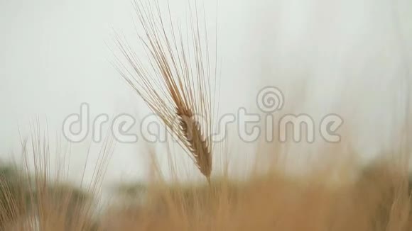 麦地麦穗和阳光明媚的日子视频的预览图