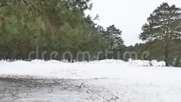树木森林圣诞树雪天霜寒冬景观视频的预览图
