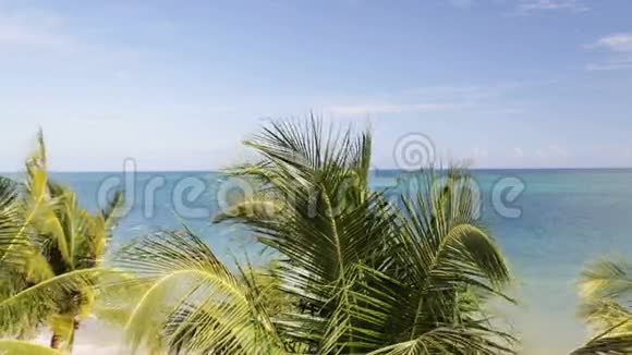 带棕榈树的热带海滩视频的预览图