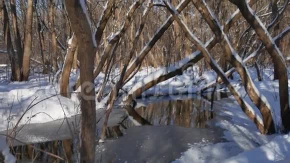 森林景观溪流在冬季森林自然雪中流淌视频的预览图