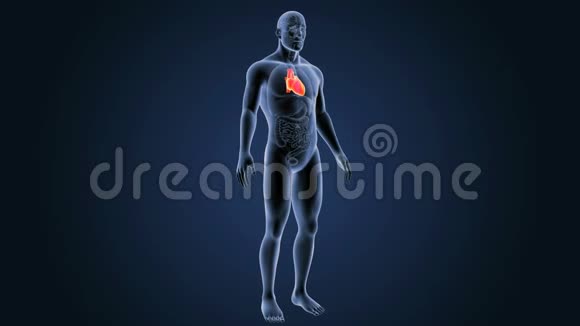 有器官的人的心脏视频的预览图