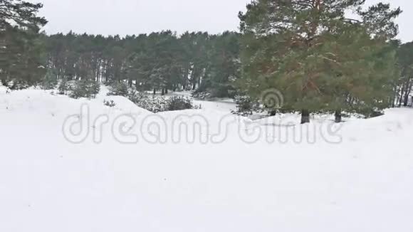 树木森林圣诞树雪霜寒冷的大自然冬天的风景视频的预览图