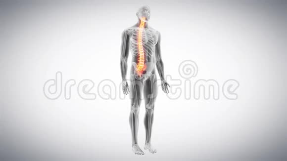 人类的脊椎视频的预览图