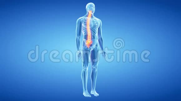 人类的脊椎视频的预览图