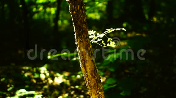 森林树木背景绿色自然景观荒野八月潘视频的预览图