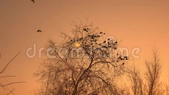 日落的乌鸦成群的鸟坐在树上冬天自然寒冷视频的预览图