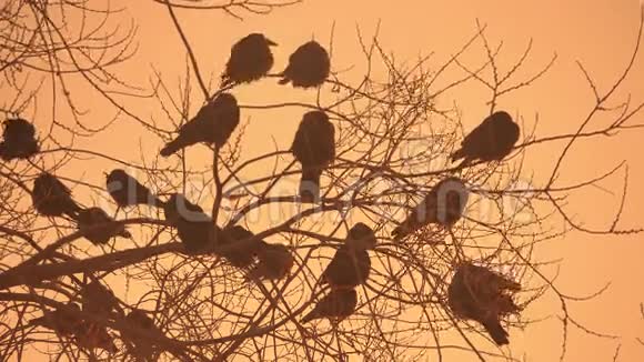 日落乌鸦大自然的鸟群坐在树上冬天寒冷视频的预览图