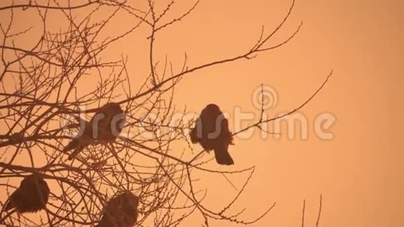 日落乌鸦大自然的鸟群坐在树上寒冷的冬天视频的预览图