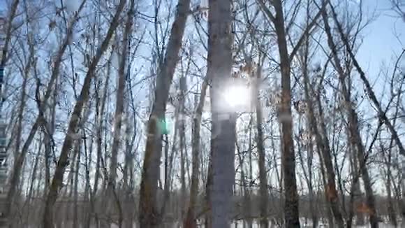 冬天的森林树木在大自然的雪光照耀下阳光普照视频的预览图