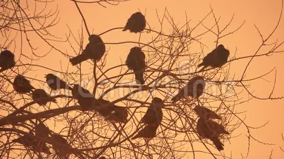 夕阳下的乌鸦成群鸟儿的本性坐在树上冬天寒冷视频的预览图