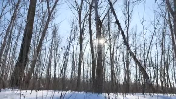 冬林中的树木在雪地中刺眼的阳光自然阳光下的景观视频的预览图