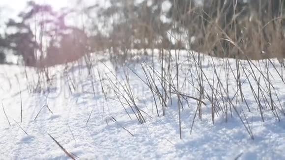 雪田干草冬季冬季景观风视频的预览图