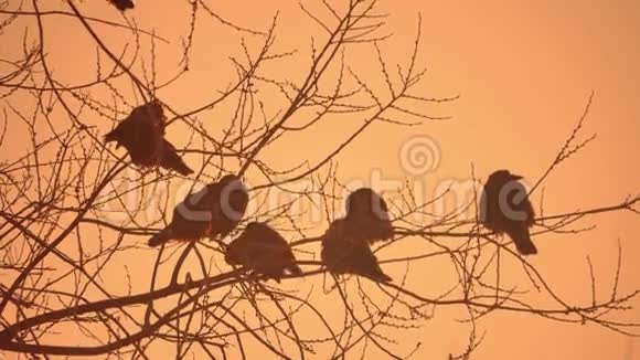 大自然日落乌鸦成群的鸟坐在树上寒冷的冬天视频的预览图
