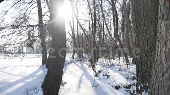 树木冬季森林自然雪景观冰冻河流视频的预览图